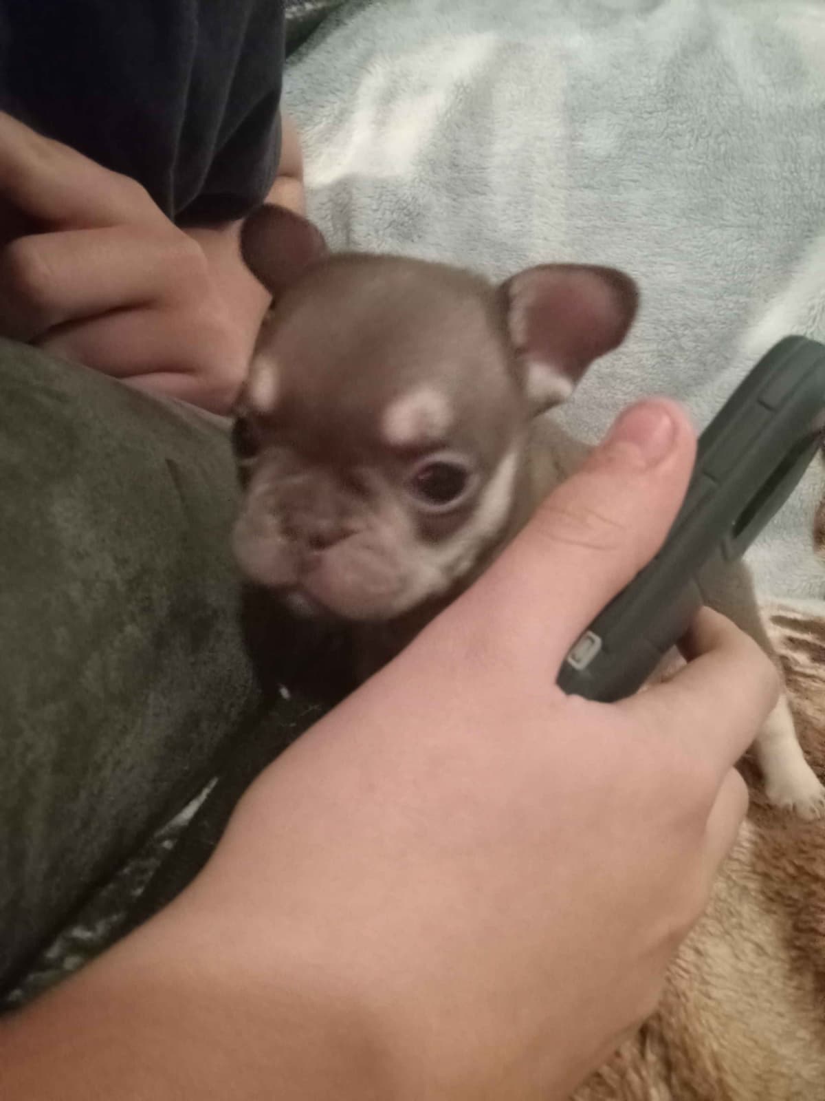 French Bulldog Puppies breeder image 16