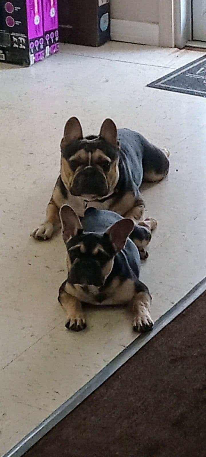 French Bulldog Puppies breeder image 17