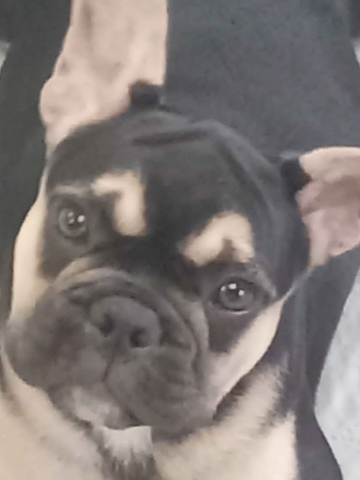 French Bulldog Puppies breeder image 18