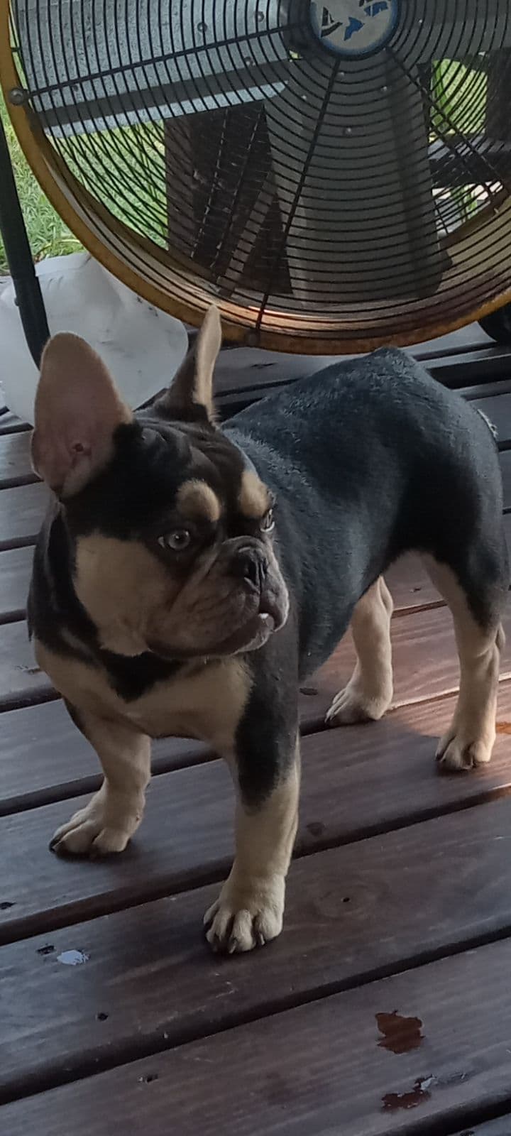 French Bulldog Puppies breeder image 19