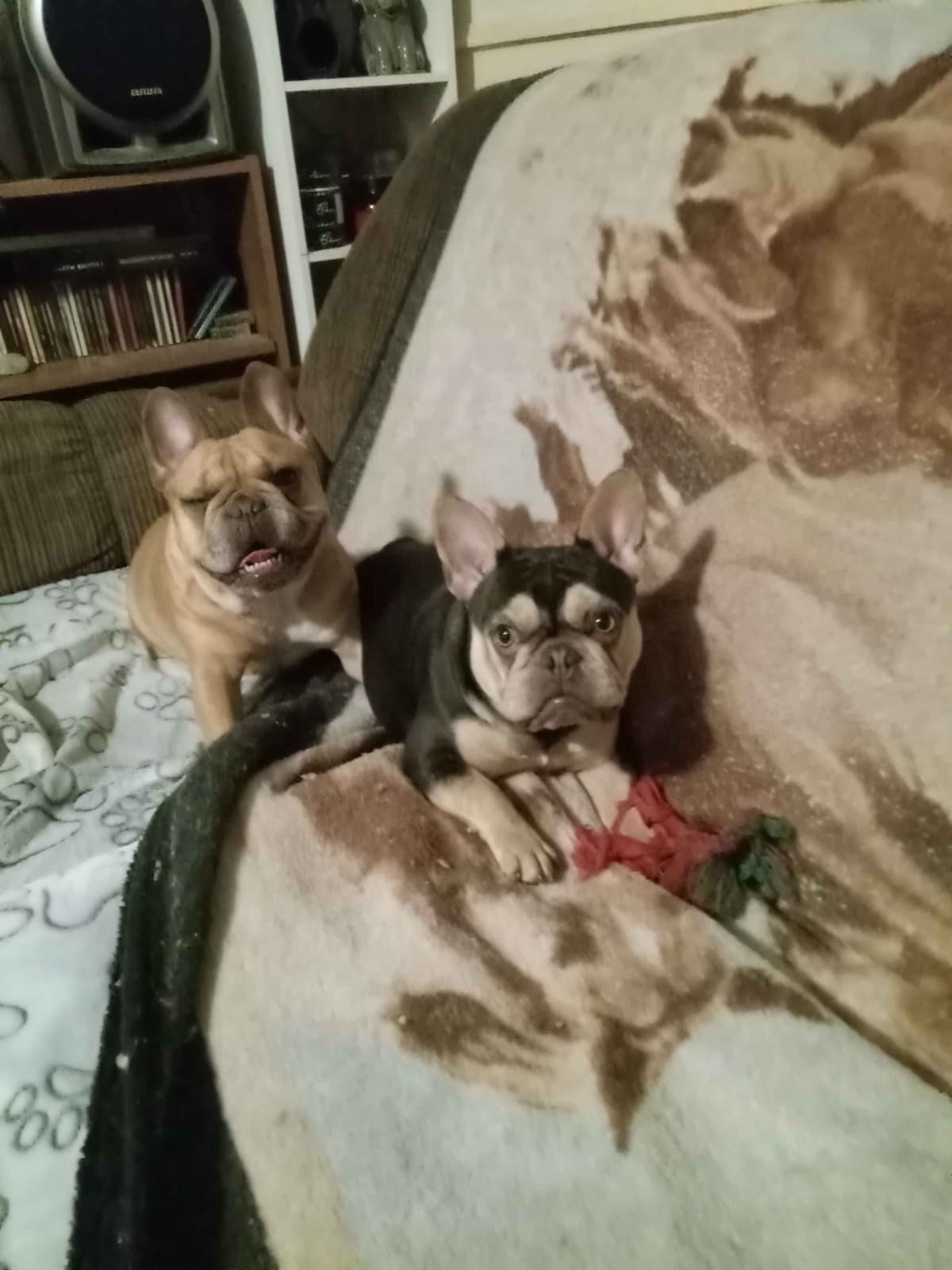French Bulldog Puppies breeder image 21