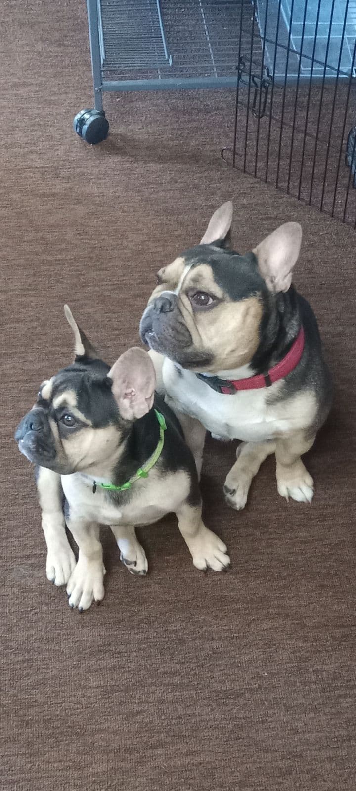 French Bulldog Puppies breeder image 22