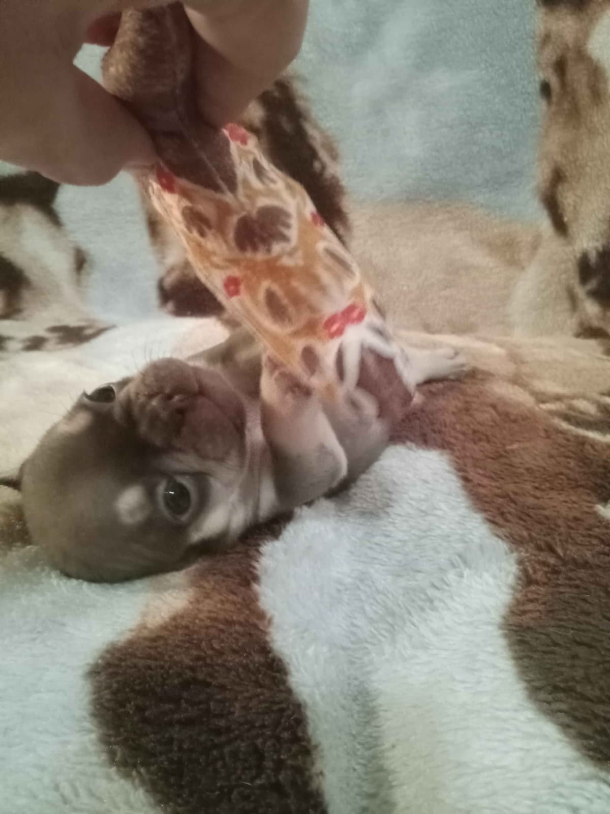 French Bulldog Puppies breeder image 23