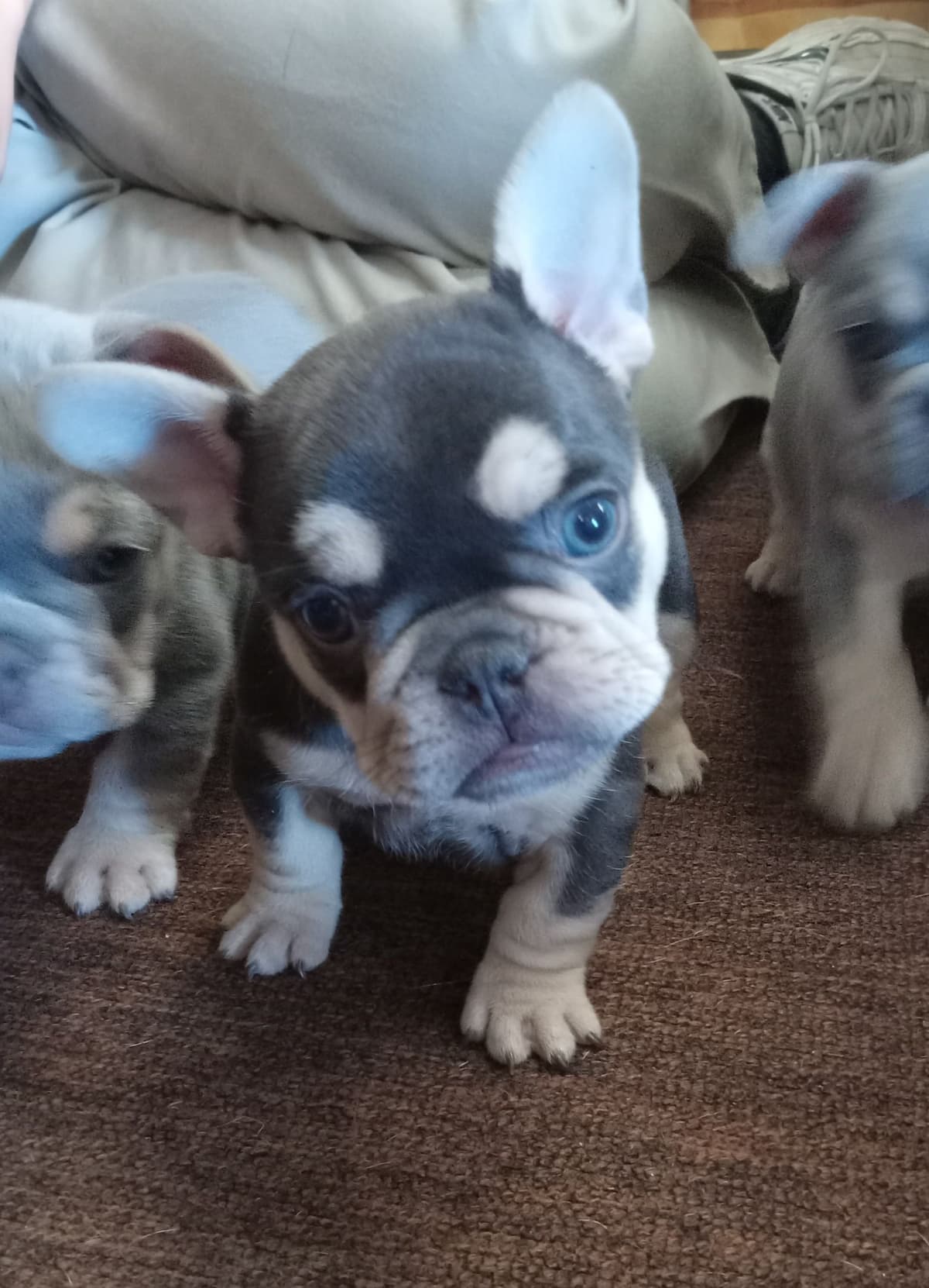 French Bulldog Puppies breeder image 24
