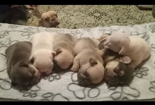 French Bulldog Puppies media 22