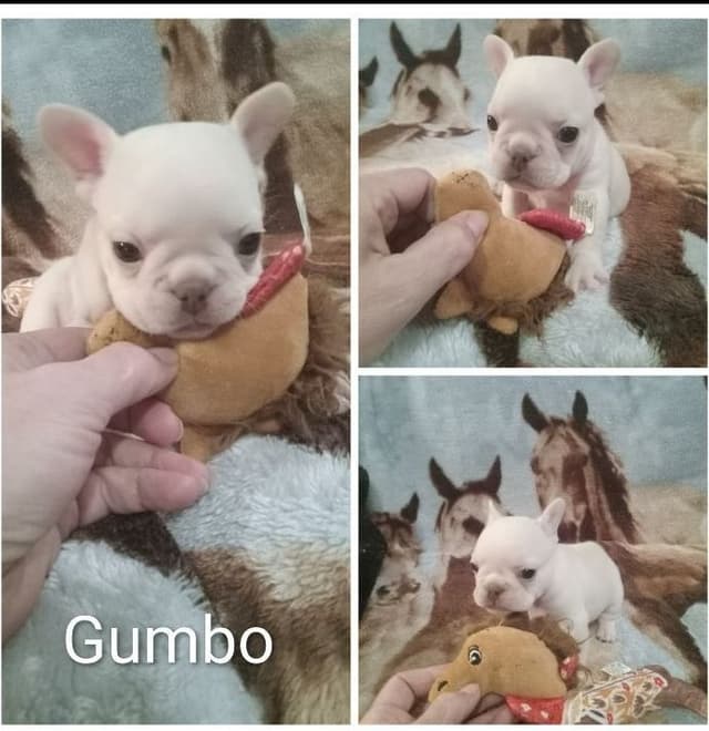 French Bulldog Puppies media 14
