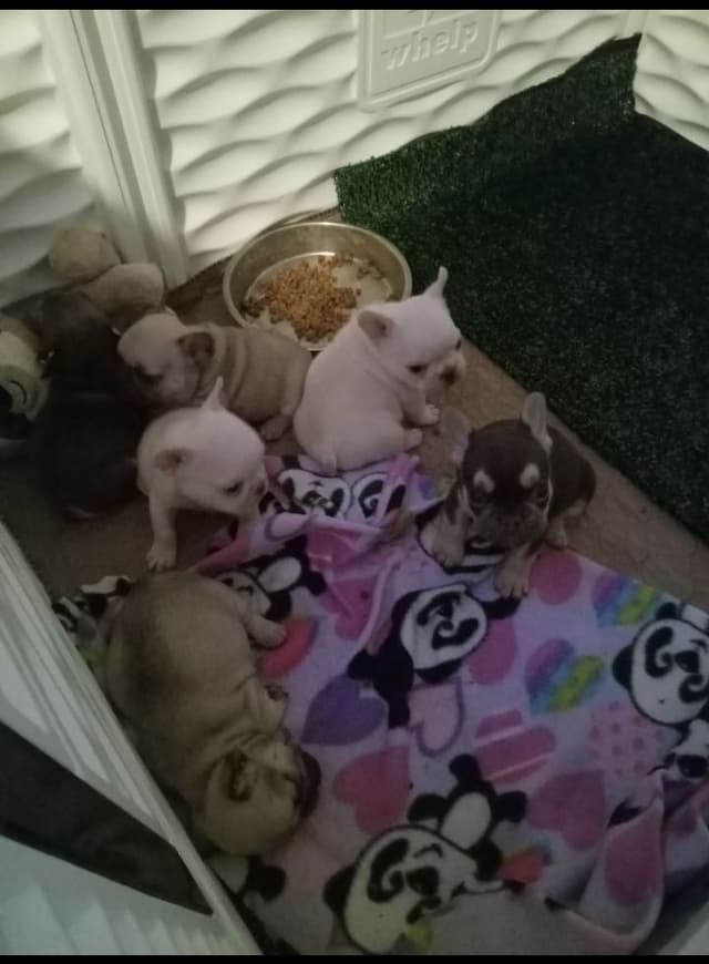 French Bulldog Puppies media 23