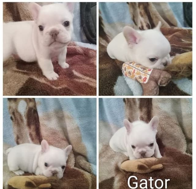 French Bulldog Puppies media 10