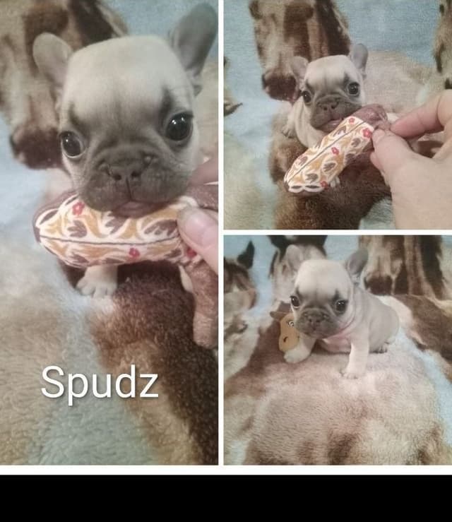 French Bulldog Puppies media 12