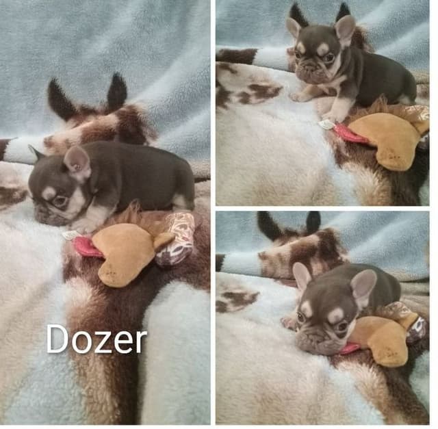 French Bulldog Puppies media 13