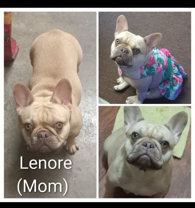 French Bulldog Puppies media 15