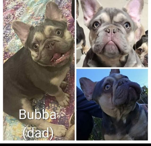 French Bulldog Puppies media 16