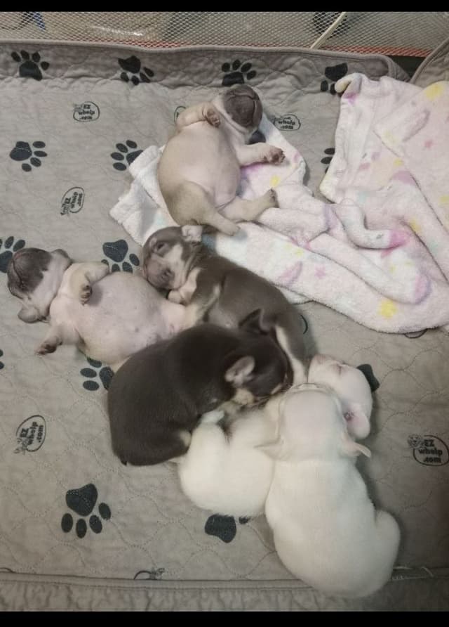 French Bulldog Puppies media 24