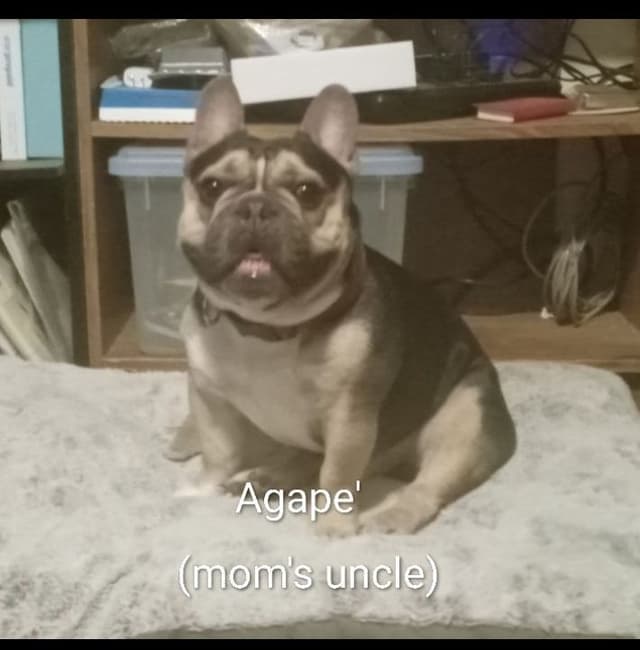 French Bulldog Puppies media 19