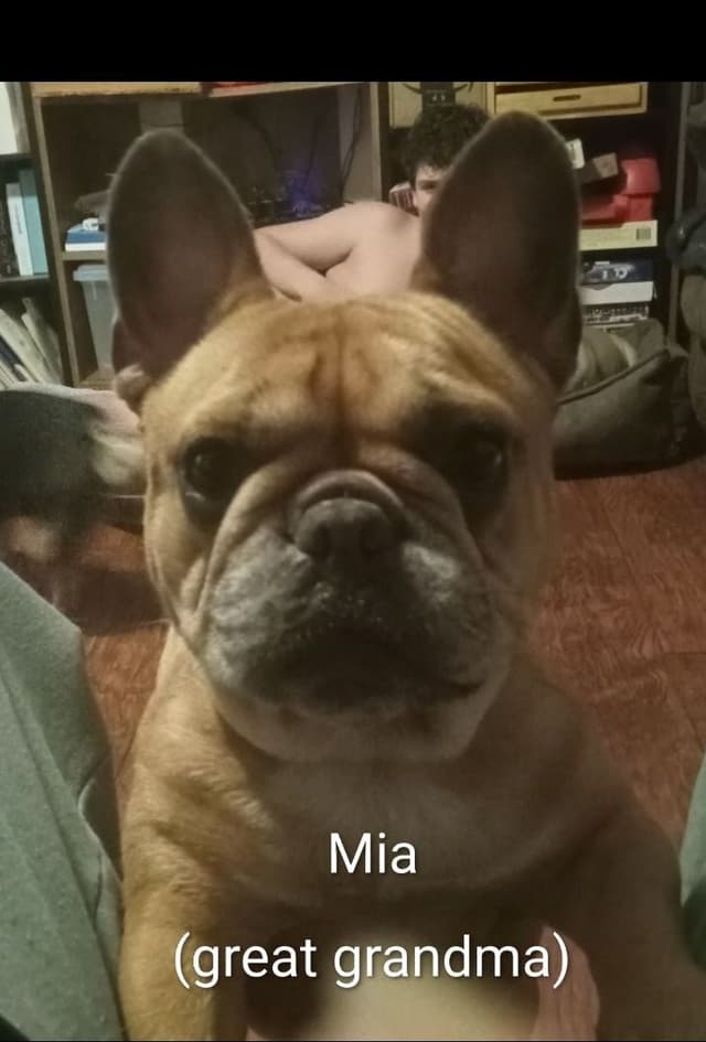 French Bulldog Puppies media 20