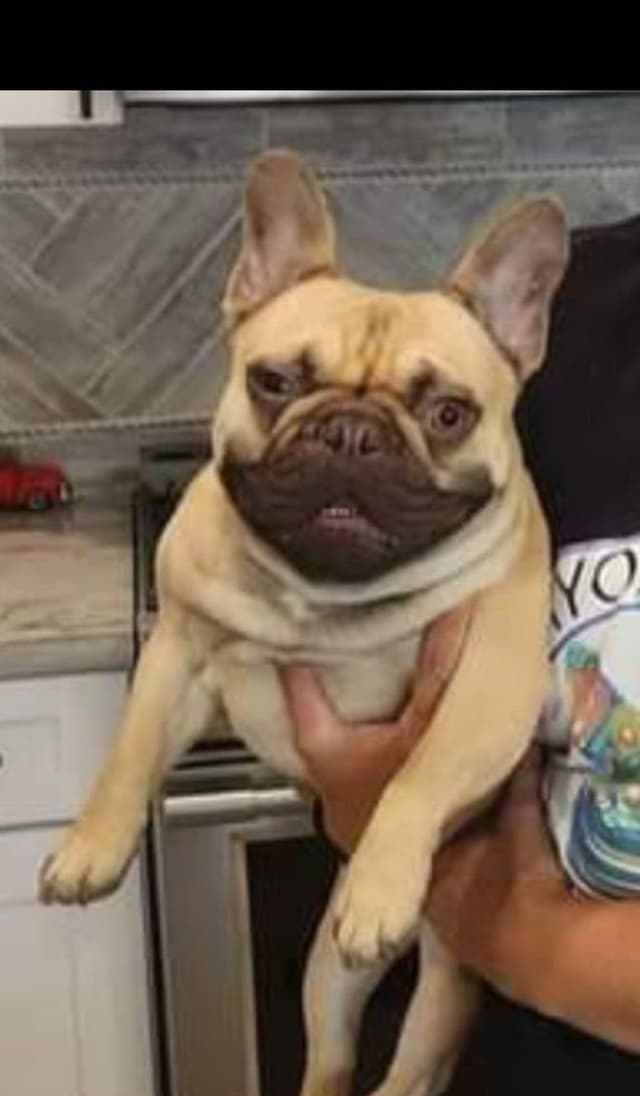 French Bulldog Puppies media 18