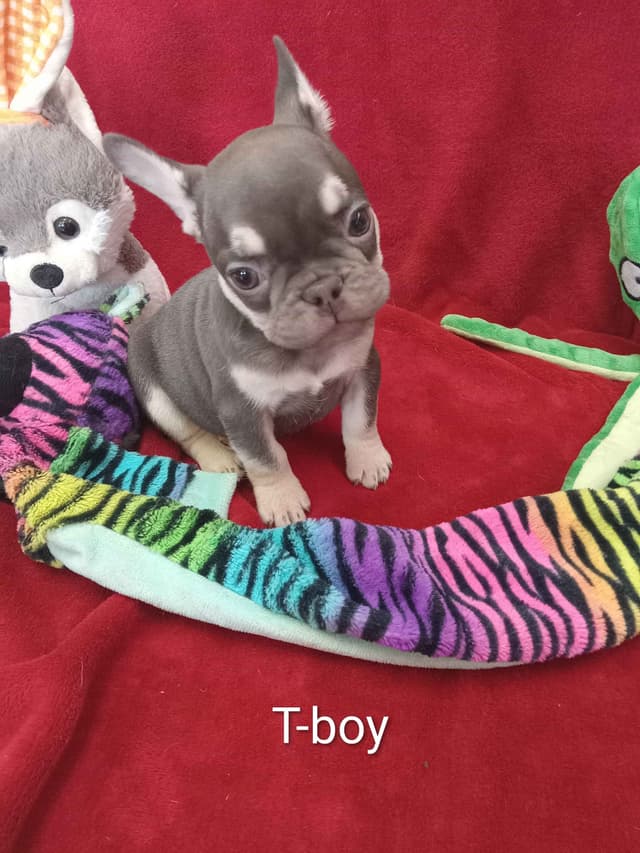 French Bulldog Puppies media 8
