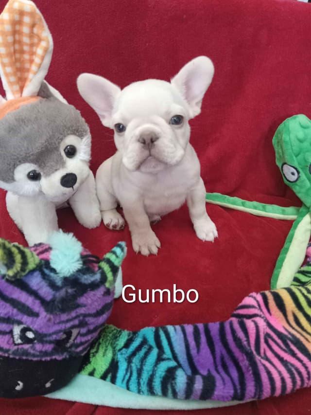 French Bulldog Puppies media 9