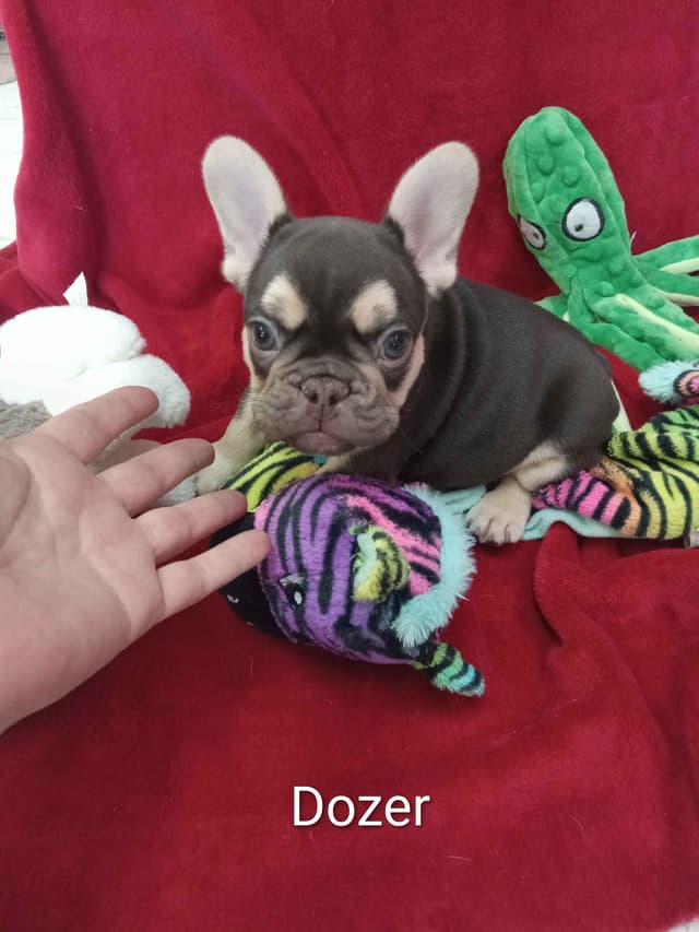 French Bulldog Puppies media 5