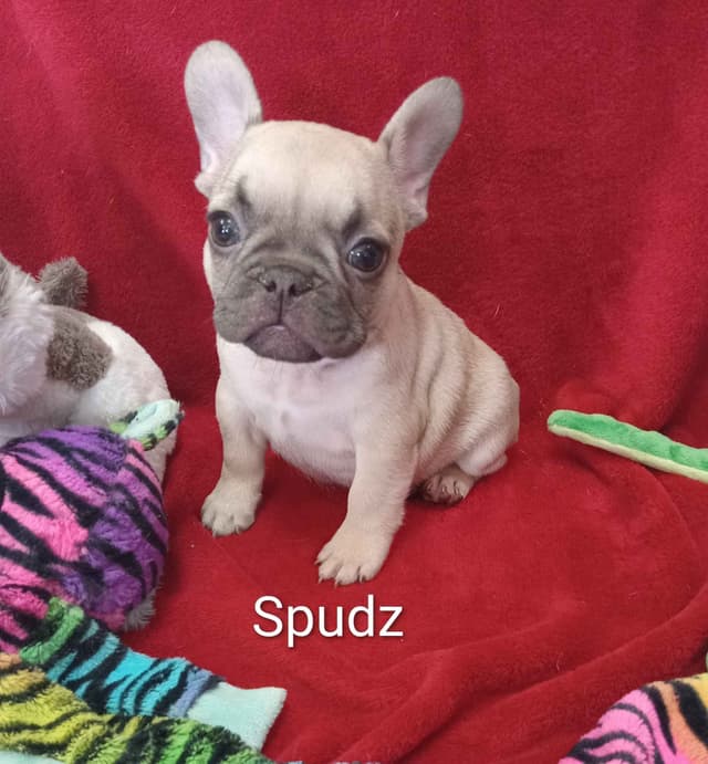 French Bulldog Puppies media 6