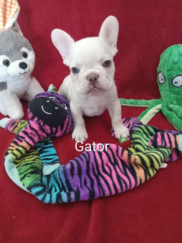 French Bulldog Puppies media 7