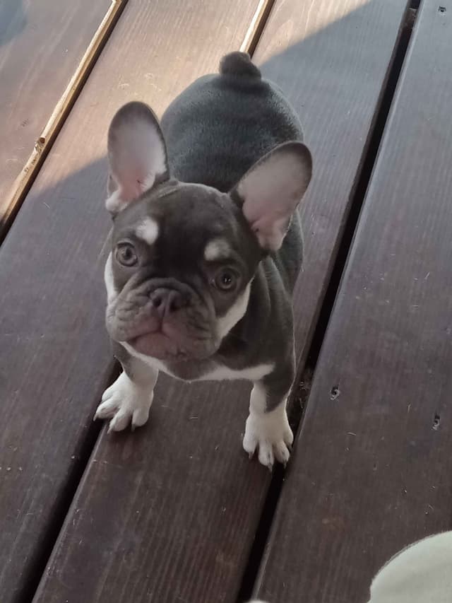 French Bulldog Puppies media 4