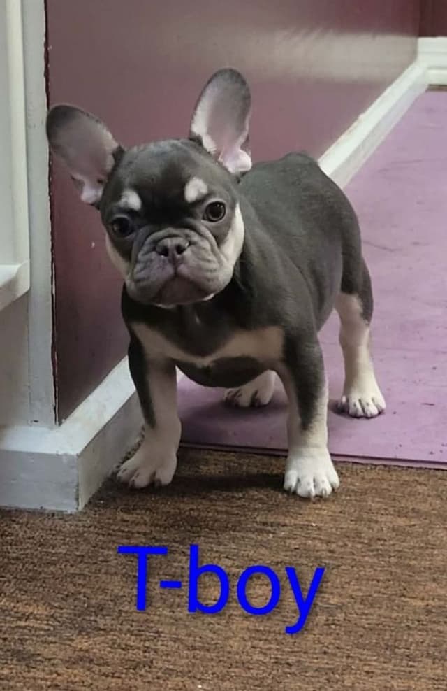 French Bulldog Puppies media 3