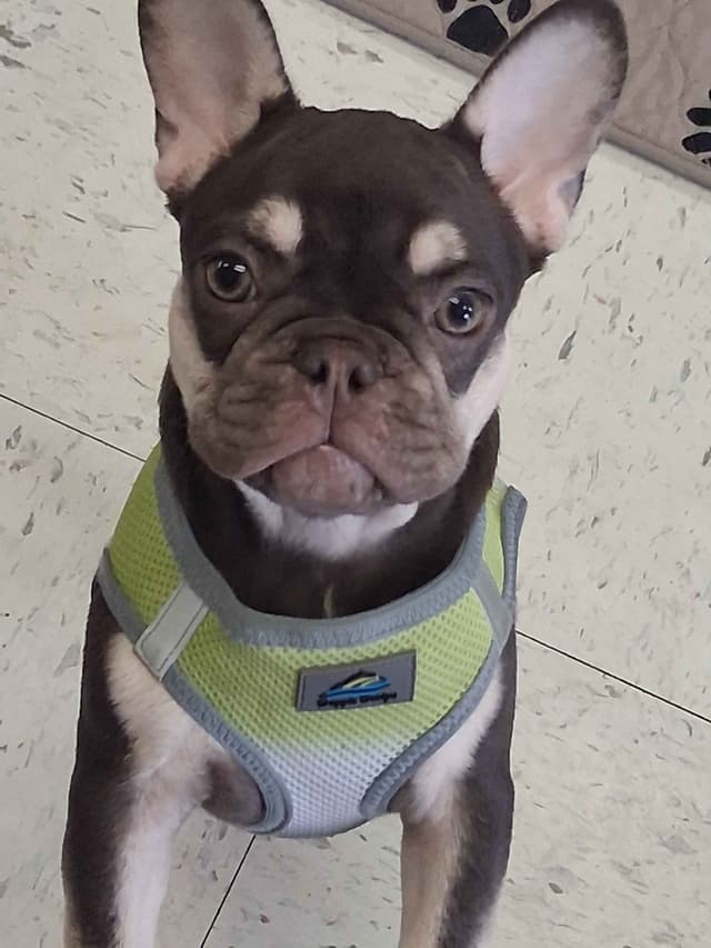 French Bulldog Puppies media 2