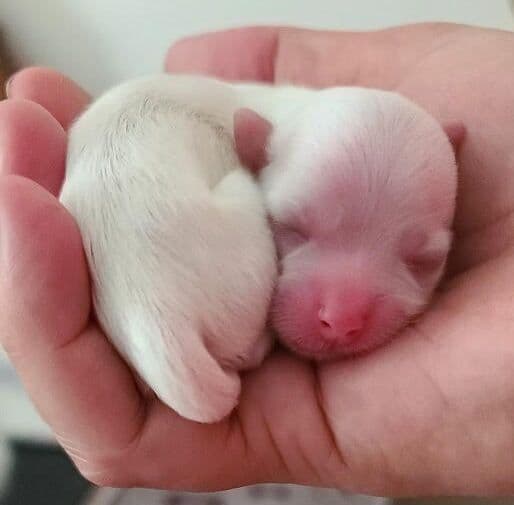 Maltese Puppies breeder image 1