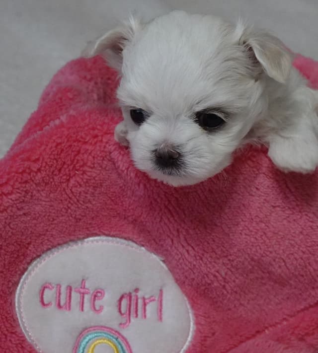 Maltese Puppies media 2