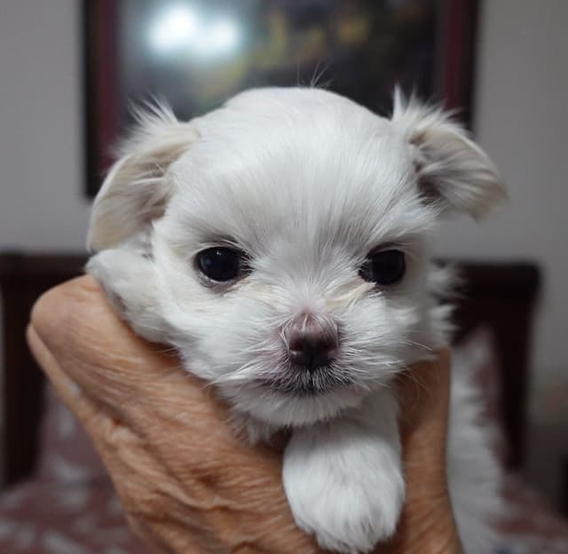 Maltese Puppies media 5
