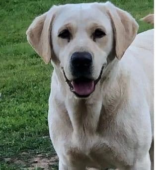 Labrador Retriever Puppies breeder image 1