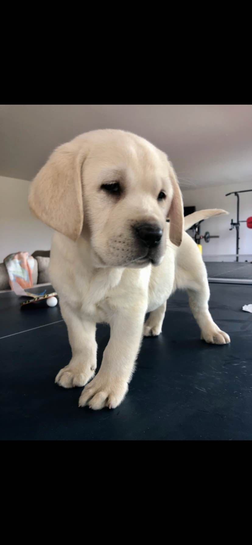 Labrador Retriever Puppies breeder image 2