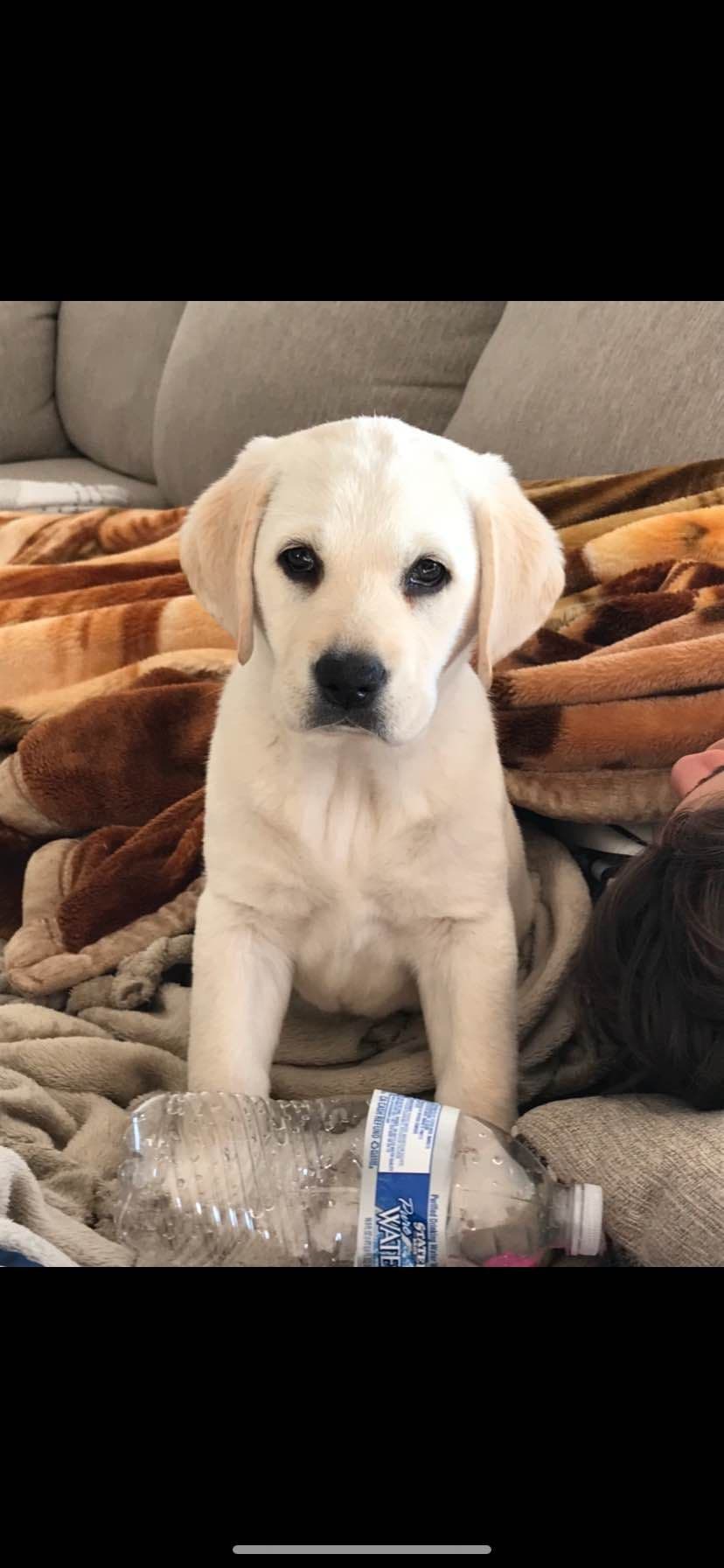 Labrador Retriever Puppies breeder image 3