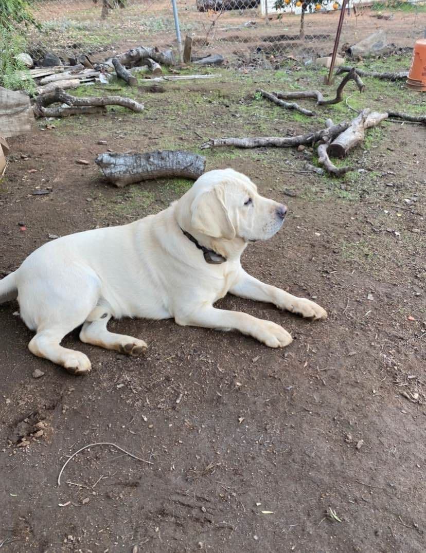 Labrador Retriever Puppies breeder image 4