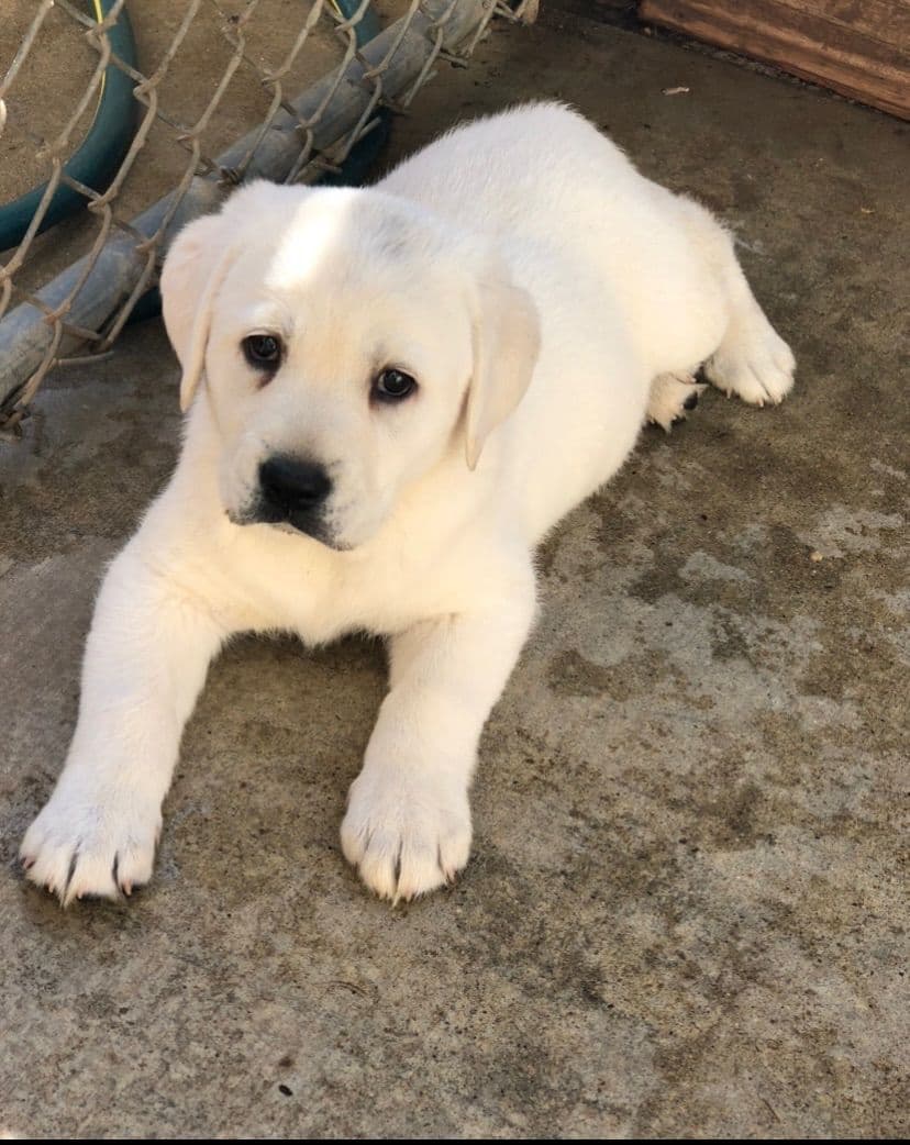 Labrador Retriever Puppies breeder image 5