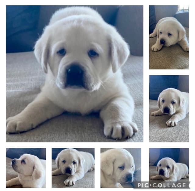 Labrador Retriever Puppies media 2