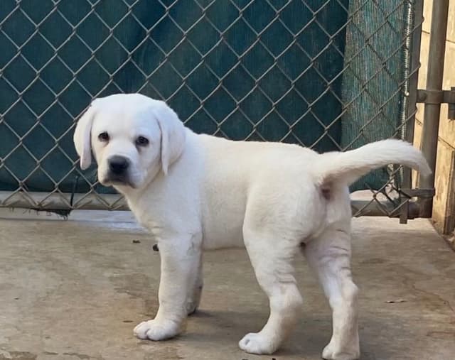 Labrador Retriever Puppies media 4