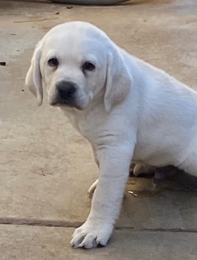 Labrador Retriever Puppies media 3