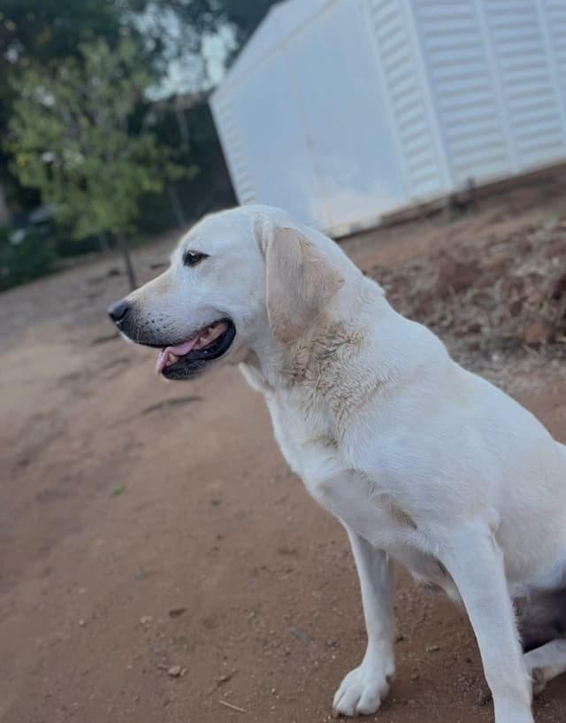 Labrador Retriever Puppies media 6