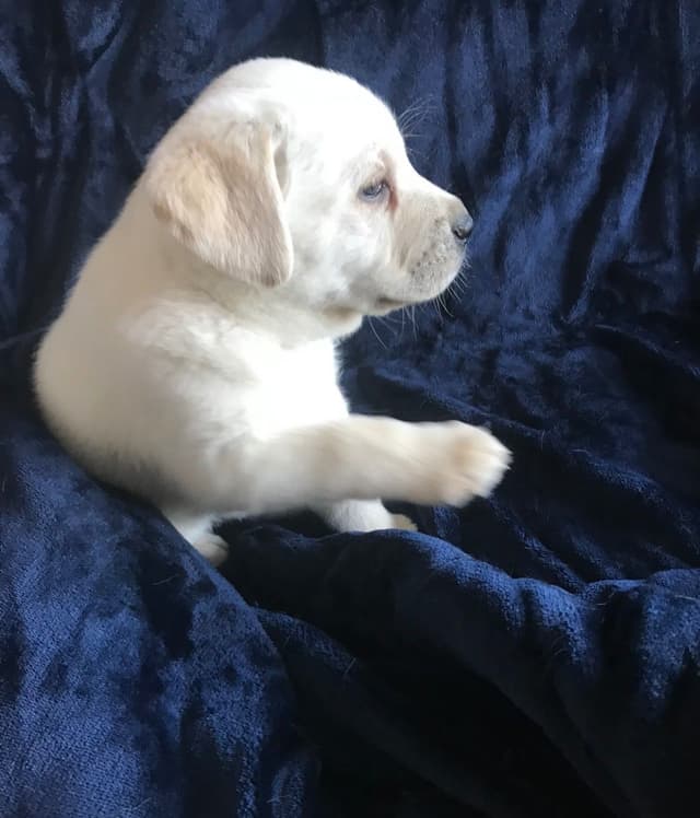 Labrador Retriever Puppies media 5