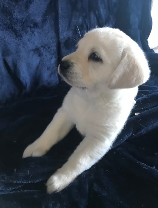 Labrador Retriever Puppies media 7