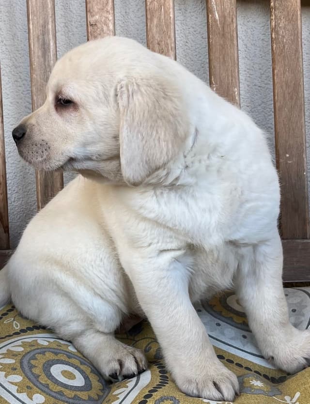 Labrador Retriever Puppies media 8
