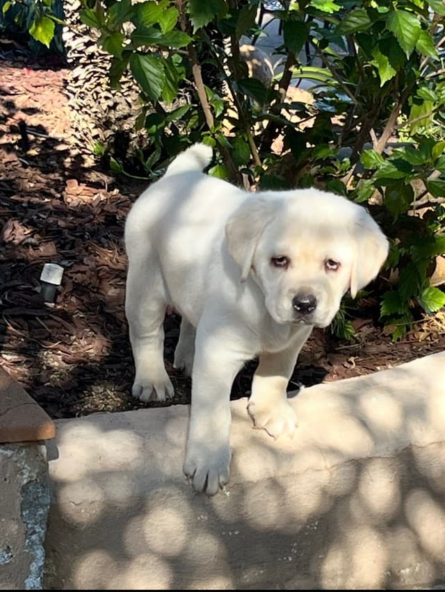 Labrador Retriever Puppies media 9