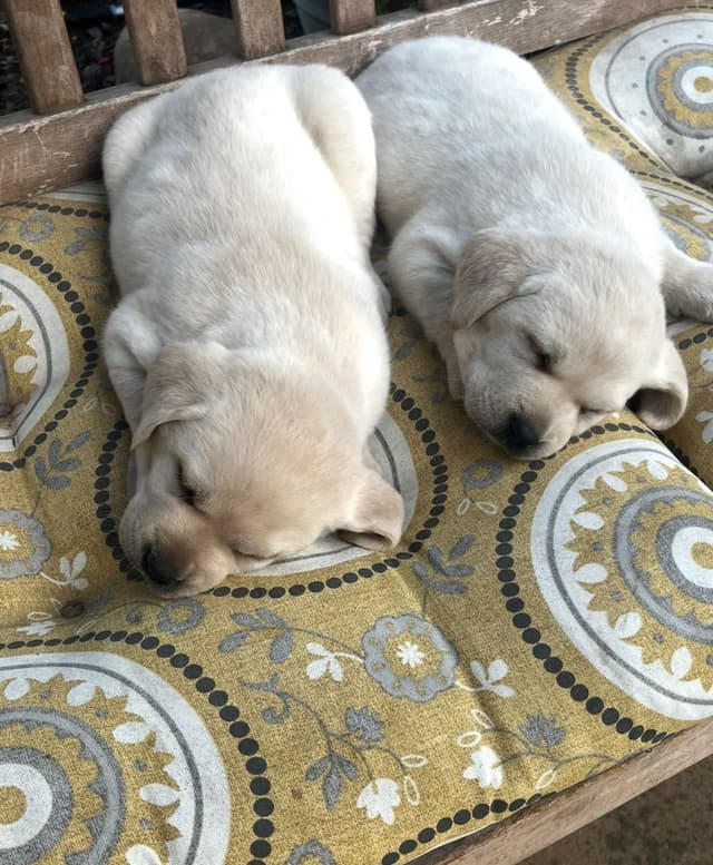 Labrador Retriever Puppies media 14
