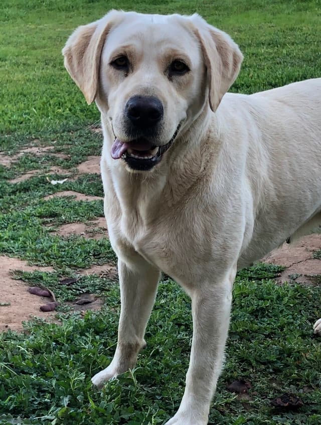 Labrador Retriever Puppies media 13