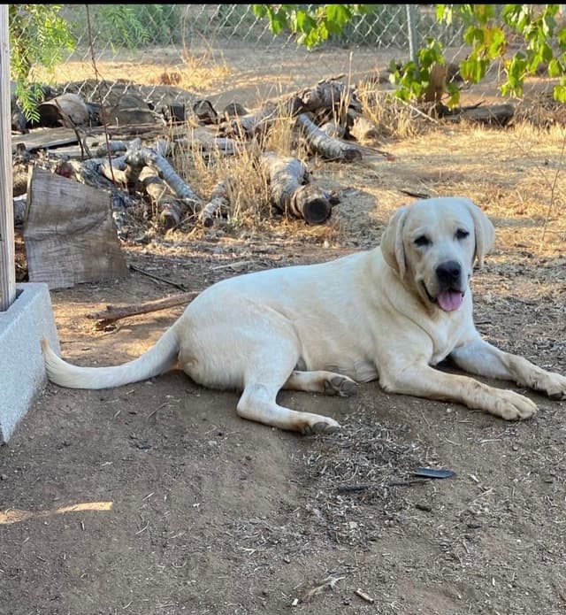 Labrador Retriever Puppies media 12