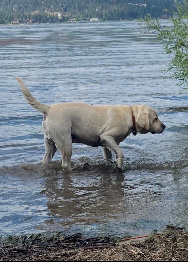 Labrador Retriever Puppies media 10
