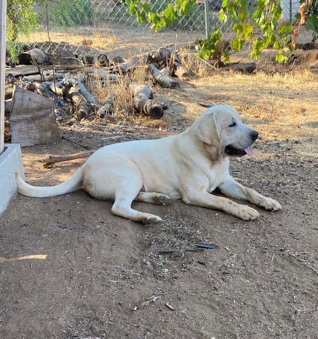Labrador Retriever Puppies media 15