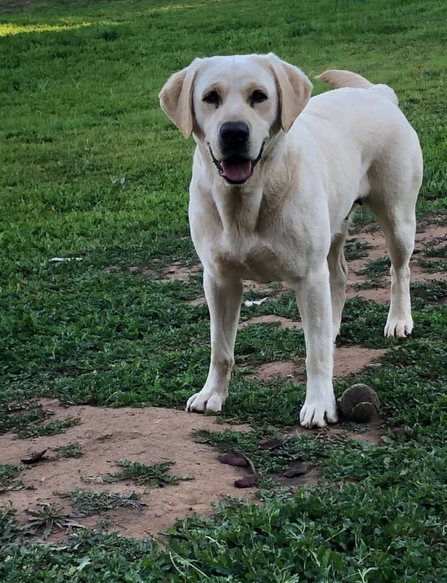 Labrador Retriever Puppies media 16